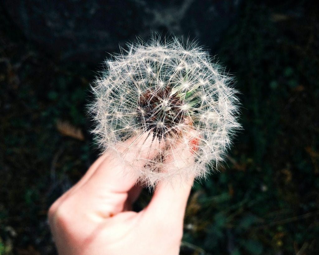 Make a wish